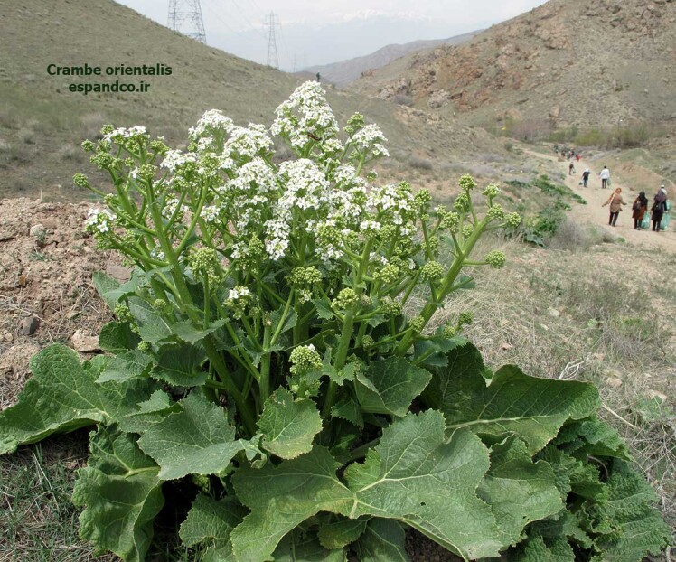 بذر گل سپیده